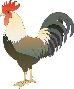 Rooster